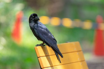 ハシブトガラス 石神井公園 2022年4月25日(月)