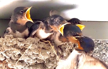 Barn Swallow 自宅 Fri, 7/9/2021