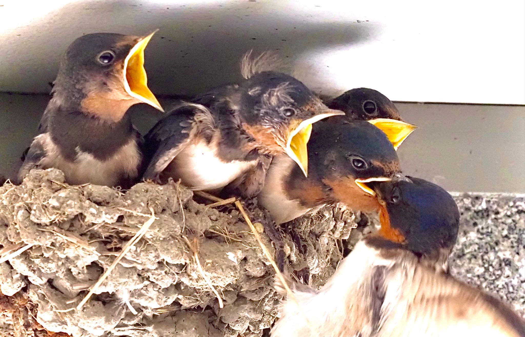 Photo of Barn Swallow at 自宅 by りょう⭐︎