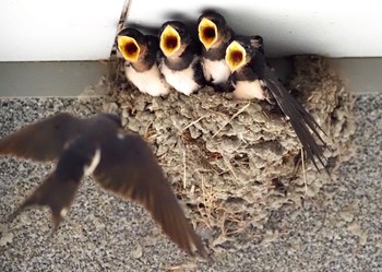 Barn Swallow 自宅 Fri, 7/9/2021