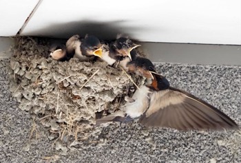 Barn Swallow 自宅 Fri, 7/9/2021