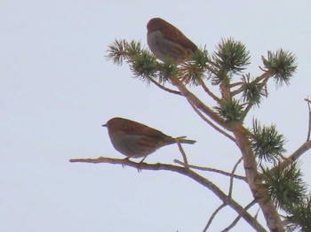 Sun, 4/24/2022 Birding report at 乗鞍岳