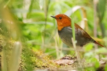 Mon, 4/18/2022 Birding report at Akigase Park