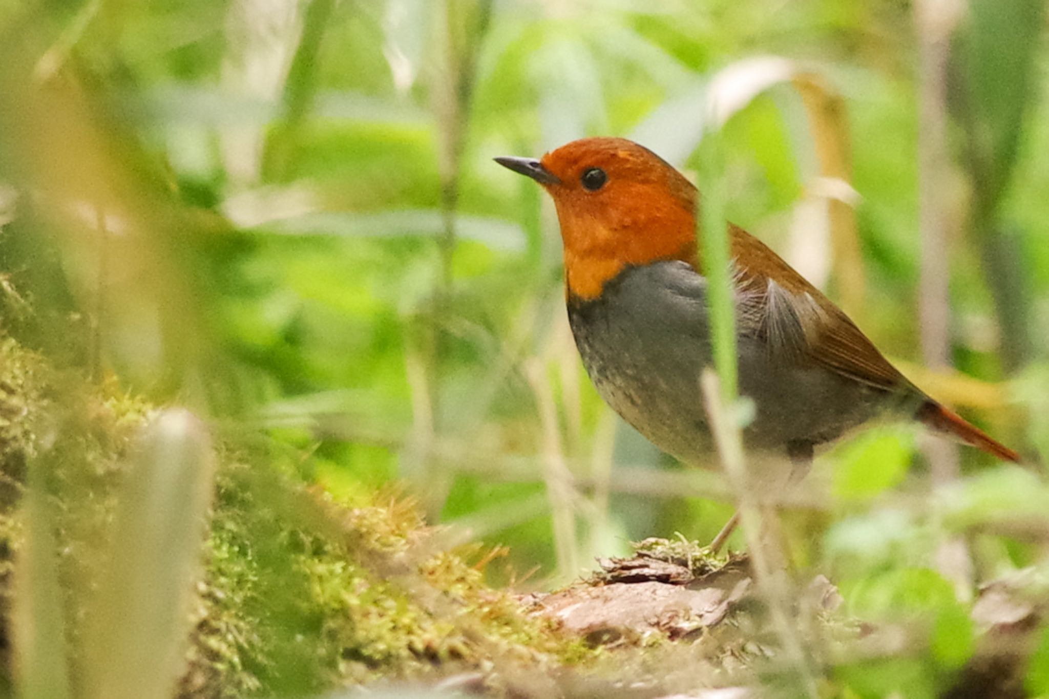 Photo of Japanese Robin at Akigase Park by mahokko