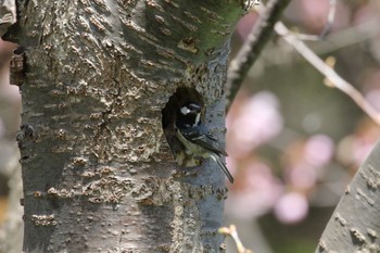 ヒガラ 札幌モエレ沼公園 2022年4月27日(水)