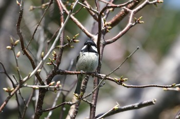 ヒガラ 札幌モエレ沼公園 2022年4月27日(水)