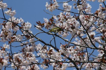 メジロ 札幌モエレ沼公園 2022年4月27日(水)