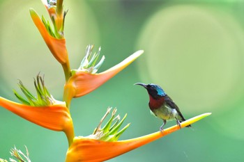 Fork-tailed Sunbird 中国広東省 Sat, 7/18/2020