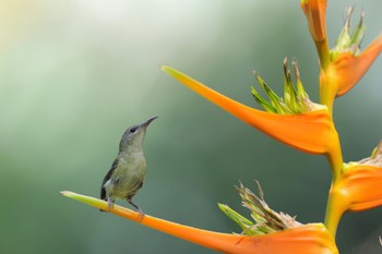 Fork-tailed Sunbird 中国広東省 Sat, 7/18/2020