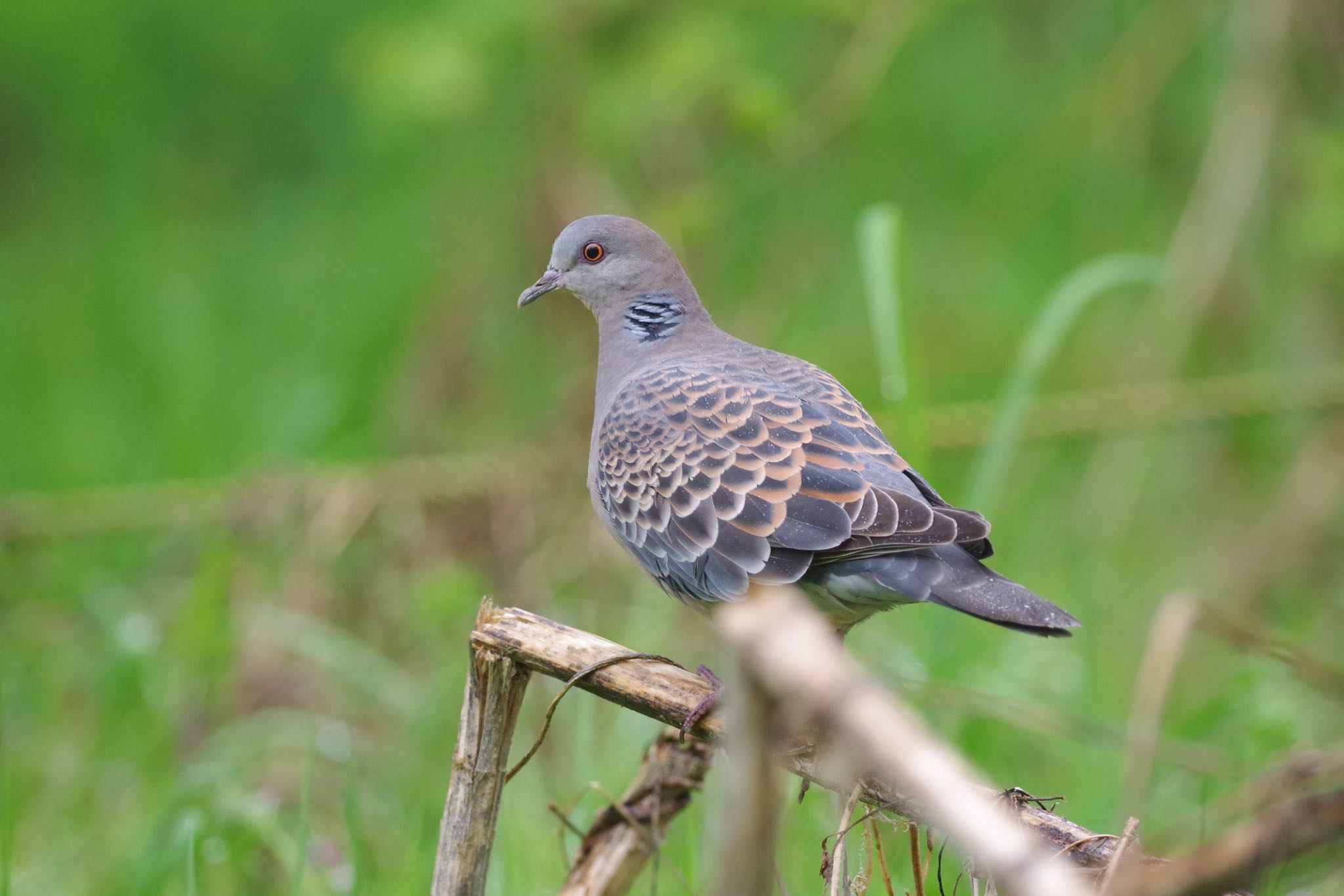 Photo of Oriental Turtle Dove at Akigase Park by mahokko