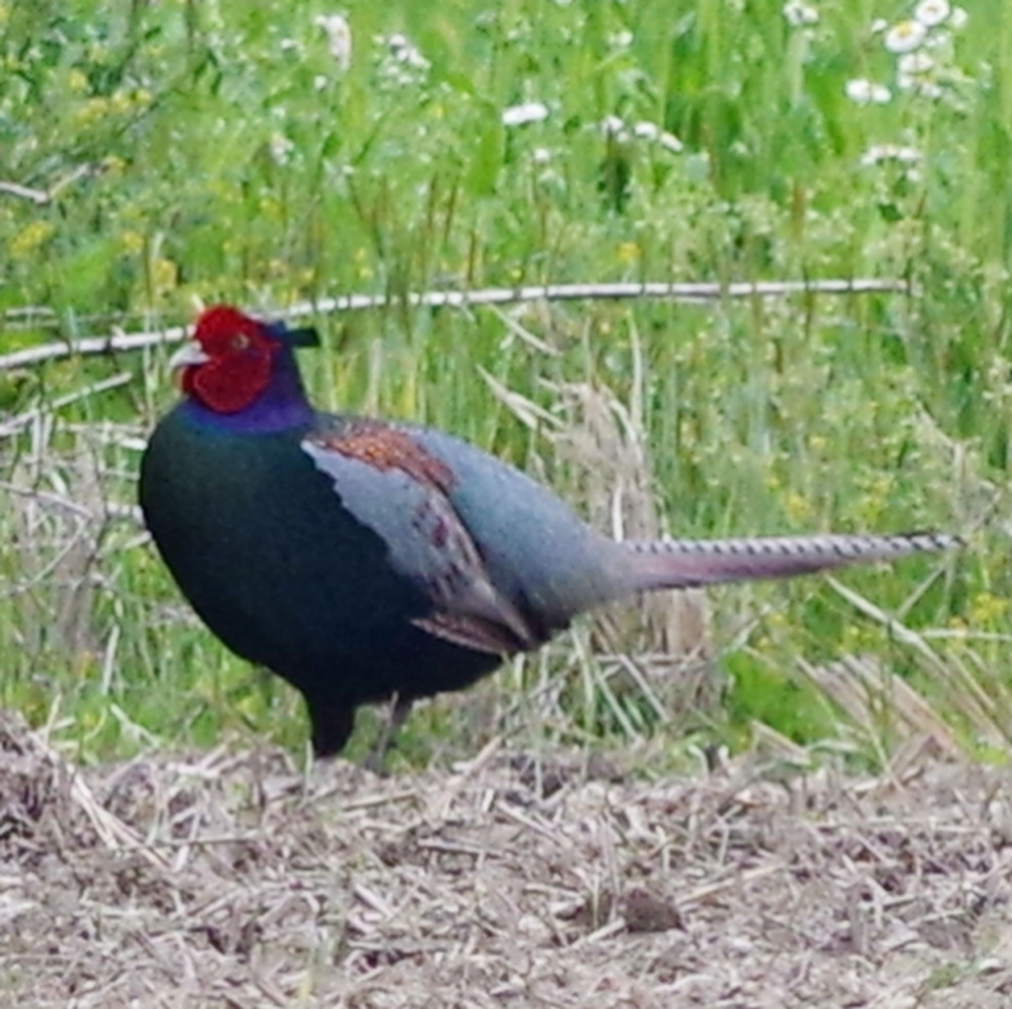 Photo of Green Pheasant at Akigase Park by mahokko