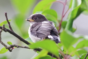 2022年4月23日(土) 石神井公園の野鳥観察記録