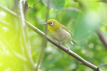 2022年4月27日(水) 東京都小平市の野鳥観察記録