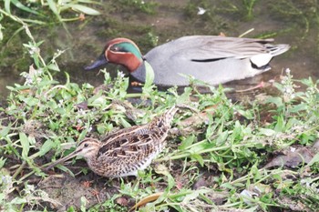 2022年4月23日(土) 石神井川の野鳥観察記録