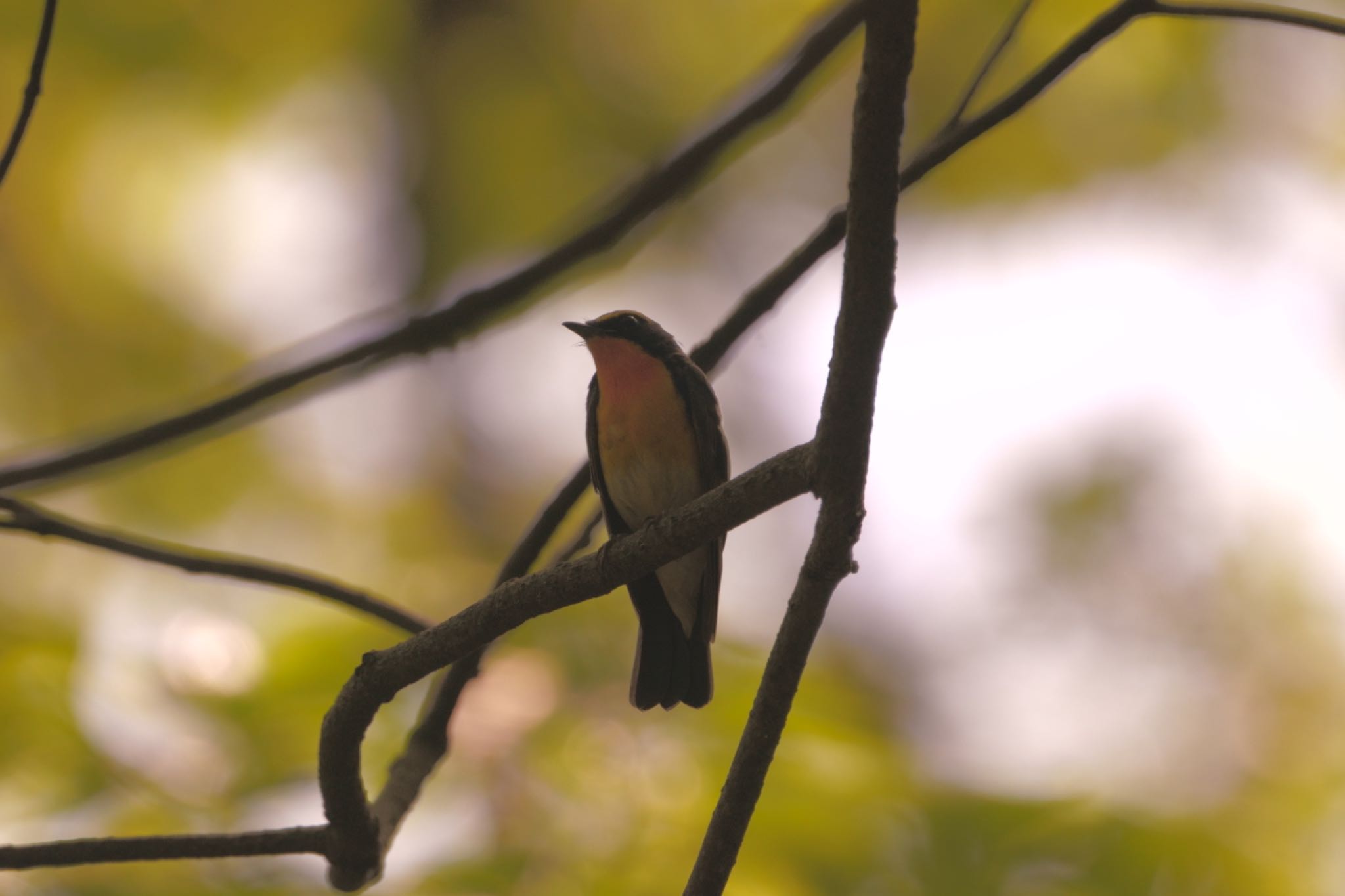 Photo of Narcissus Flycatcher at 舞鶴公園 by Yoshiko  Fujii