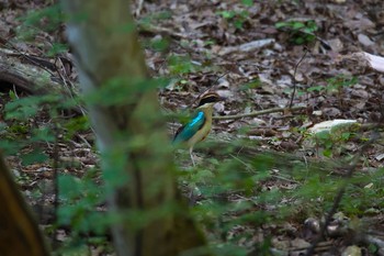 ヤイロチョウ 場所が不明 2017年7月8日(土)