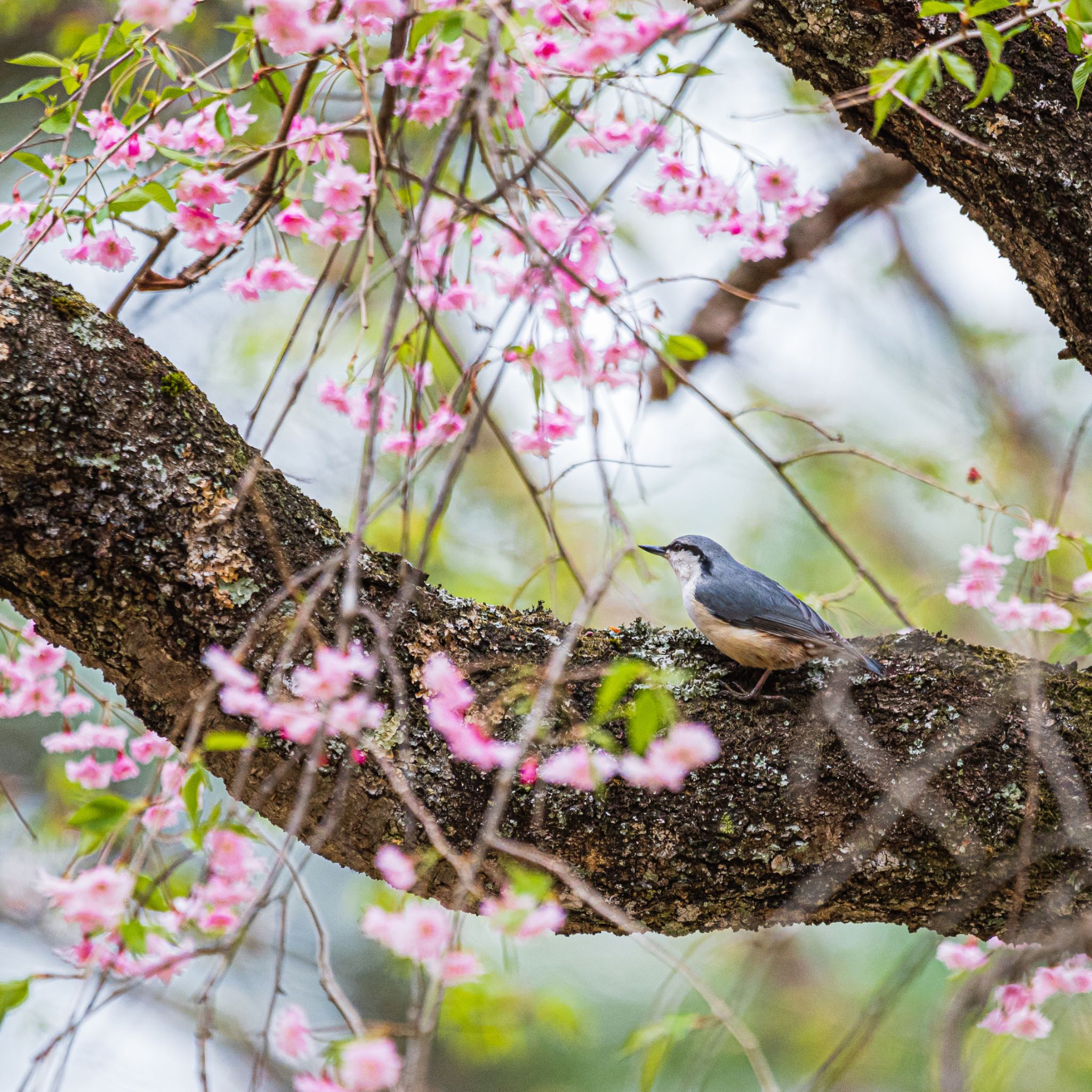 長野県 ゴジュウカラの写真 by アカウント3369