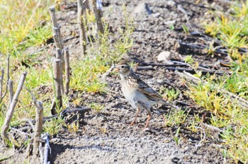 Eurasian Skylark 新潟市 Thu, 4/28/2022