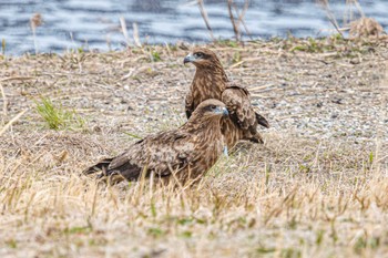 Black Kite 皿池(明石市大久保町) Tue, 3/29/2022