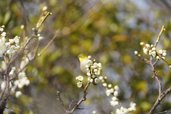 メジロ 葛西臨海公園 2022年3月5日(土)