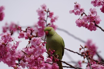 ワカケホンセイインコ 舎人公園 2022年4月2日(土)