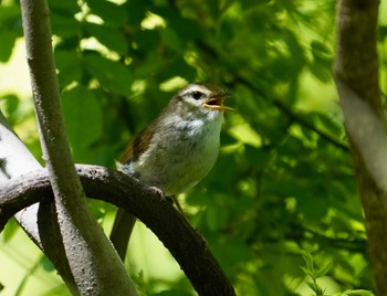 ウグイス 秋ヶ瀬公園(野鳥の森) 2022年4月22日(金)