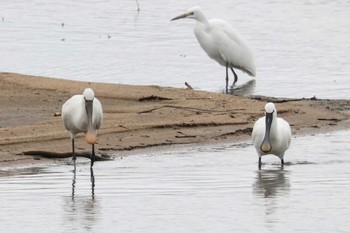 Eurasian Spoonbill 斐伊川河口 Sat, 4/23/2022