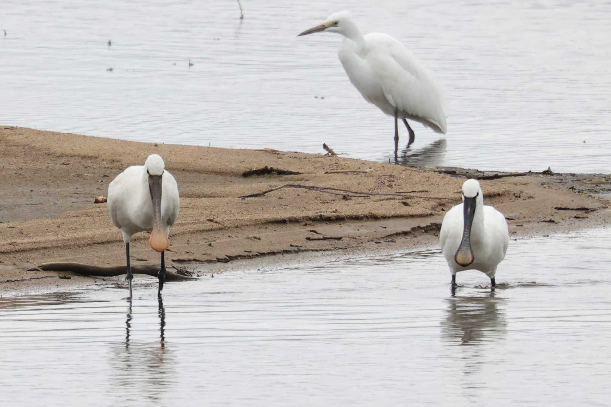 Photo of Eurasian Spoonbill at 斐伊川河口 by トビトチヌ