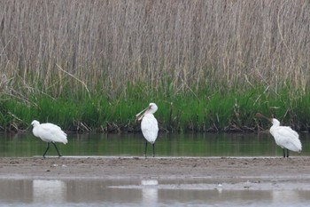 Eurasian Spoonbill 斐伊川河口 Sat, 4/23/2022