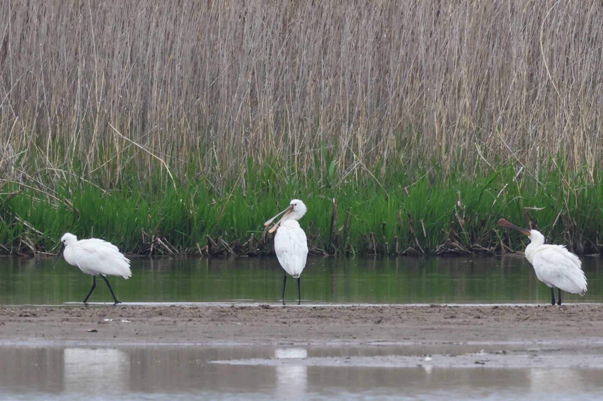 Photo of Eurasian Spoonbill at 斐伊川河口 by トビトチヌ