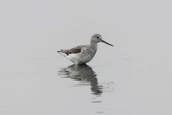 Common Greenshank 斐伊川河口 Sat, 4/23/2022