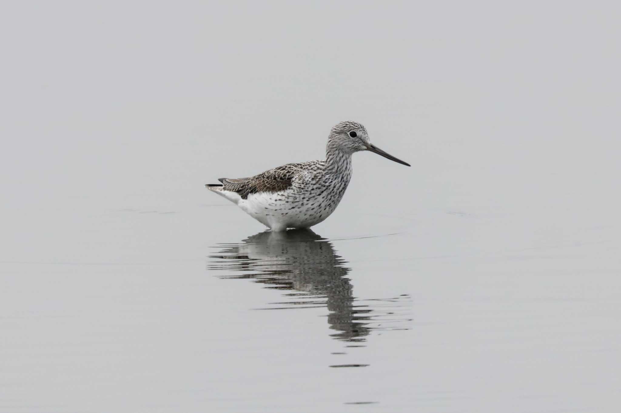 Photo of Common Greenshank at 斐伊川河口 by トビトチヌ