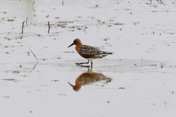 Red Knot 斐伊川河口 Sat, 4/23/2022