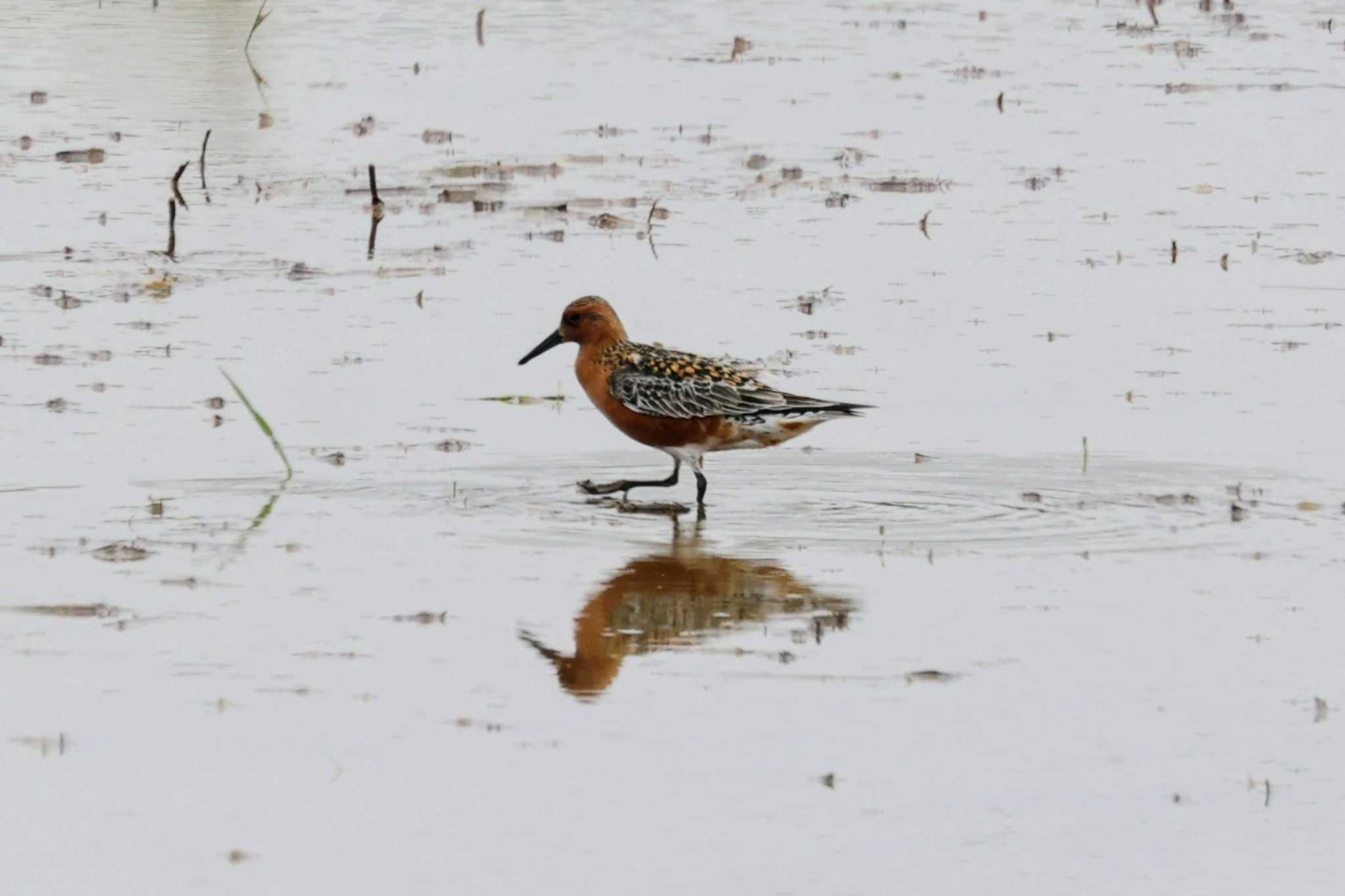 Photo of Red Knot at 斐伊川河口 by トビトチヌ