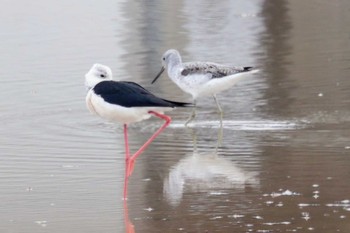 Black-winged Stilt 斐伊川河口 Sat, 4/23/2022