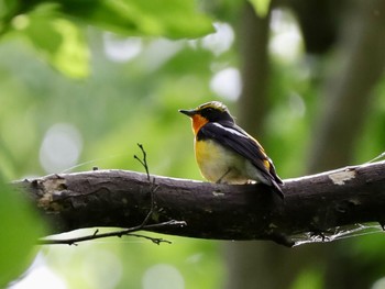 2022年4月28日(木) 座間谷戸山公園の野鳥観察記録