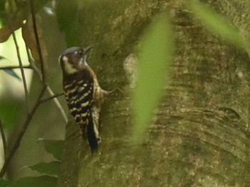 Japanese Pygmy Woodpecker 立田山 Thu, 4/28/2022