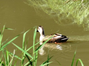 Eastern Spot-billed Duck 立田山 Thu, 4/28/2022