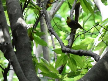 Grey-capped Greenfinch 立田山 Thu, 4/28/2022