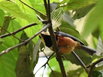 2022年4月28日(木) 立田山の野鳥観察記録