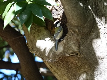 2017年11月25日(土) 石神井公園の野鳥観察記録