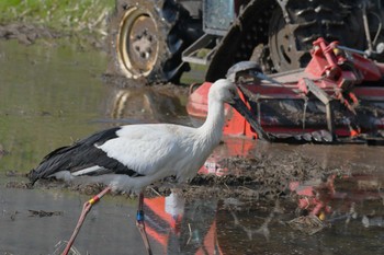 コウノトリ 能登町 2022年4月20日(水)