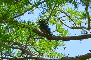 2022年4月28日(木) 千里南公園の野鳥観察記録