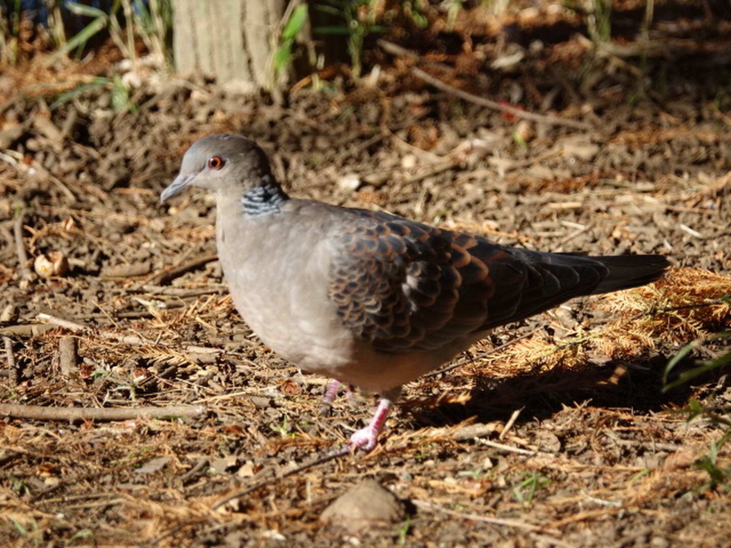 石神井公園 キジバトの写真 by とうとん