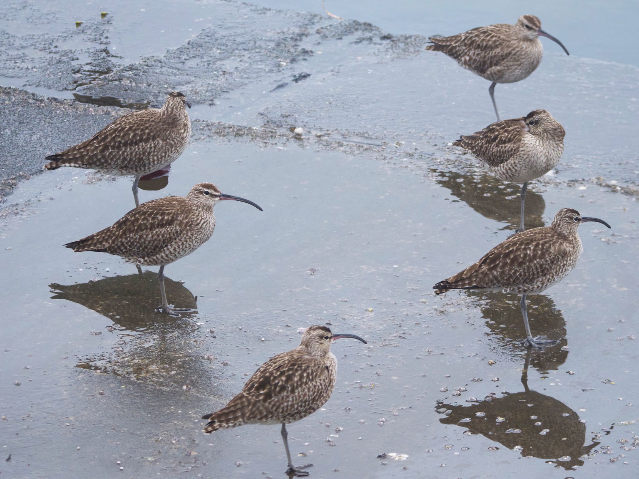 Eurasian Whimbrel