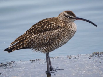 2022年4月23日(土) 日の出三番瀬沿い緑道の野鳥観察記録