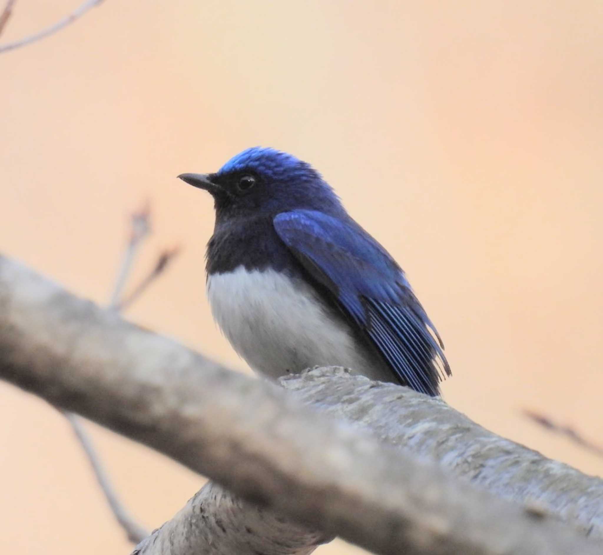 Photo of Blue-and-white Flycatcher at 浅間高原 by カズー