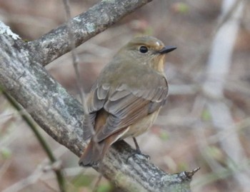 Narcissus Flycatcher 浅間高原 Thu, 4/28/2022