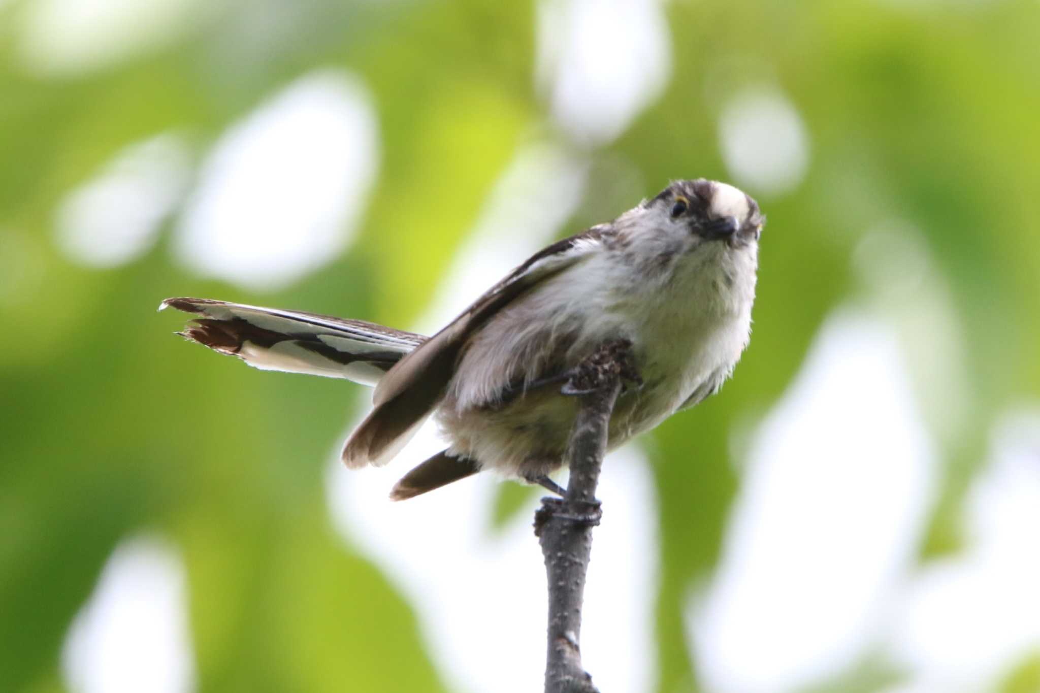 Photo of Long-tailed Tit at 空の森運動公園 by 日野いすゞ