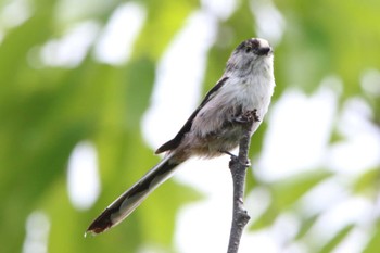 Long-tailed Tit 空の森運動公園 Thu, 4/28/2022